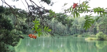 Ożarowskie „morskie oko” - perełka wśród lasów Nadleśnictwa Wieluń